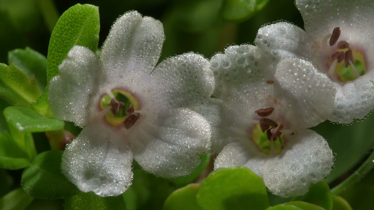 Jak działa Bacopa monnieri , układ nerwowy, działanie przeciwstresowe, wspomaganie pamięci,