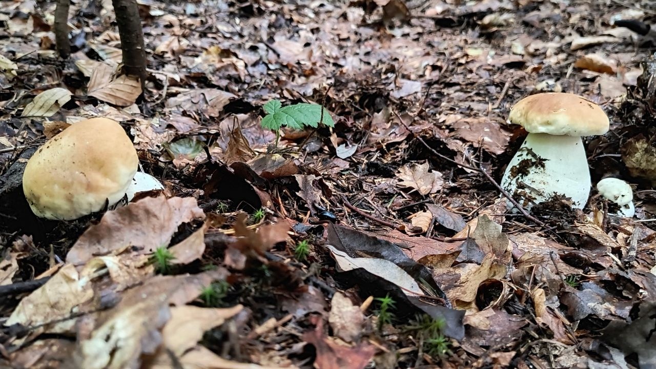 Rozkręca się wysyp borowików ! Znalazłem kilka dużych rodzinek !