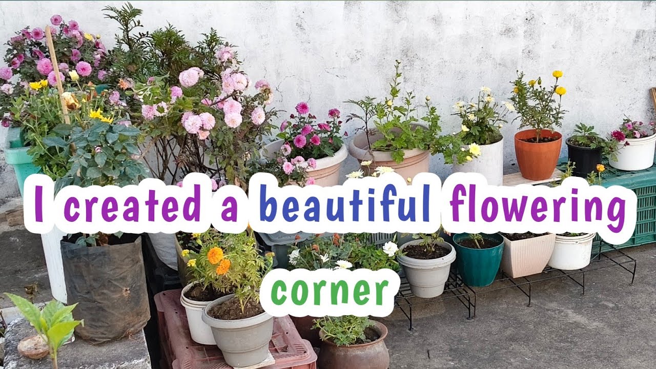  I created a beautiful flowering corner on my terrace garden #flower gardening # Gardening video 