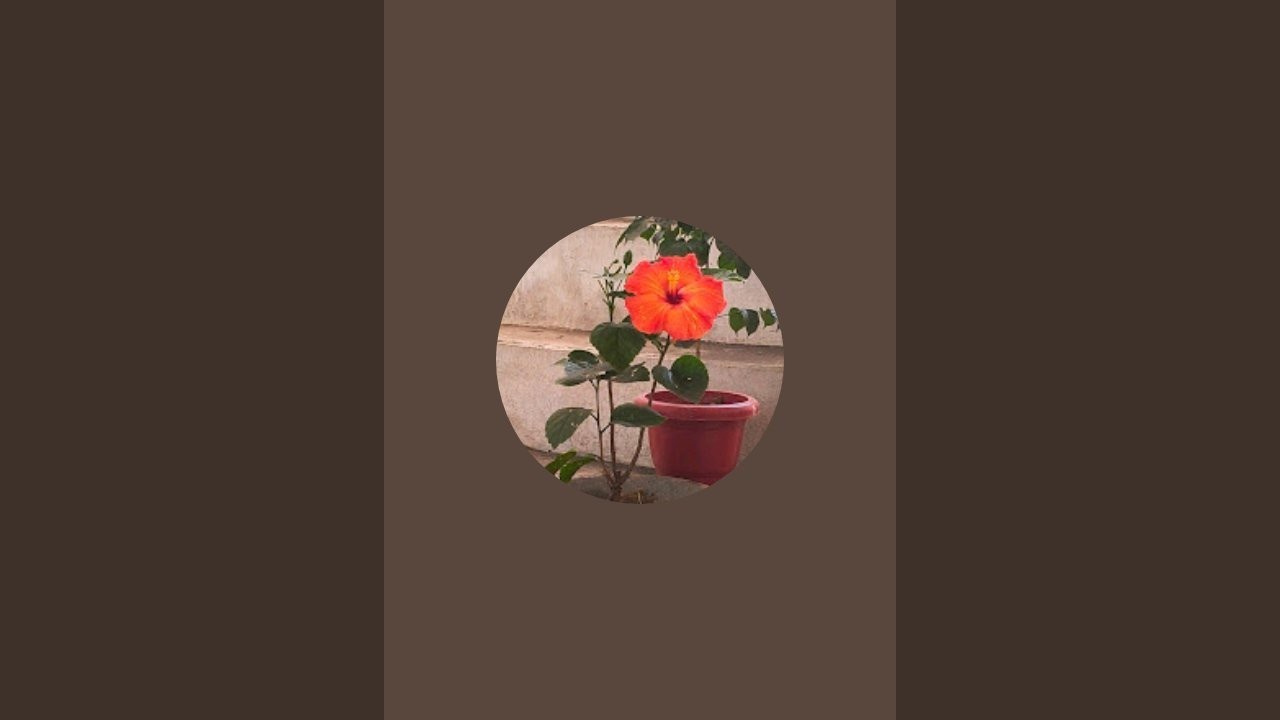 green garden support to hariyali  is live