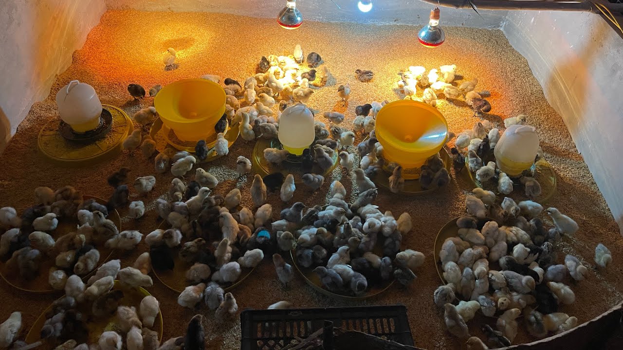 Gà H’Mông Bản Địa Tây Bắc Đoàn Cường - Mậu A - Lào Cai #gahmongbandiadoancuong 