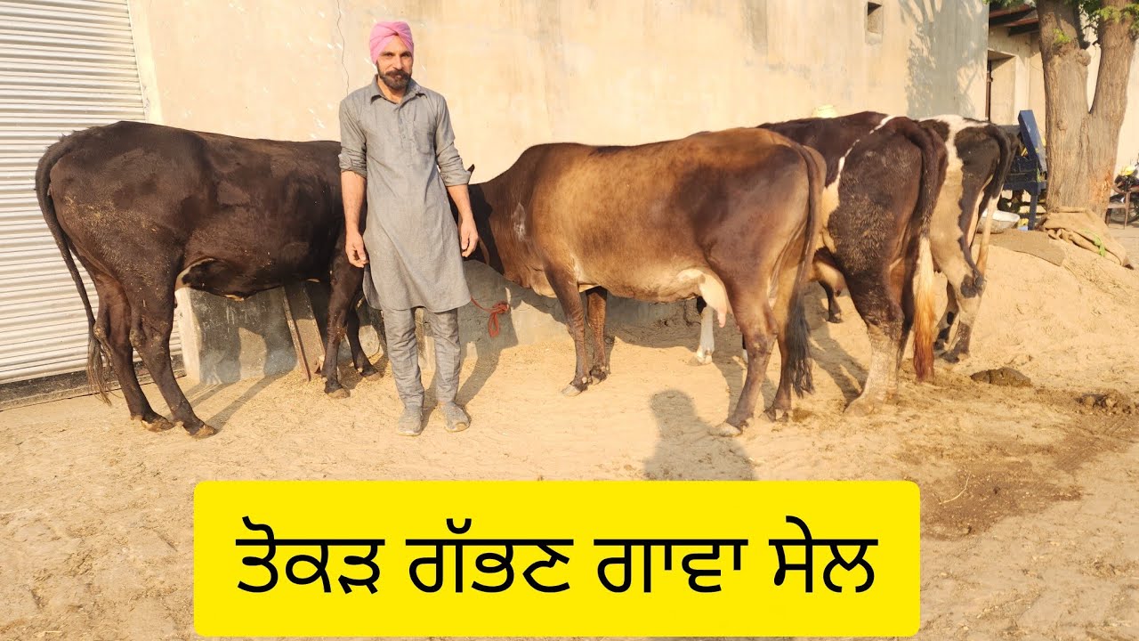 6280504921 ਤੋਕੜ ਗੱਬਣ ਗਾਵਾਂ ਸੇਲ 