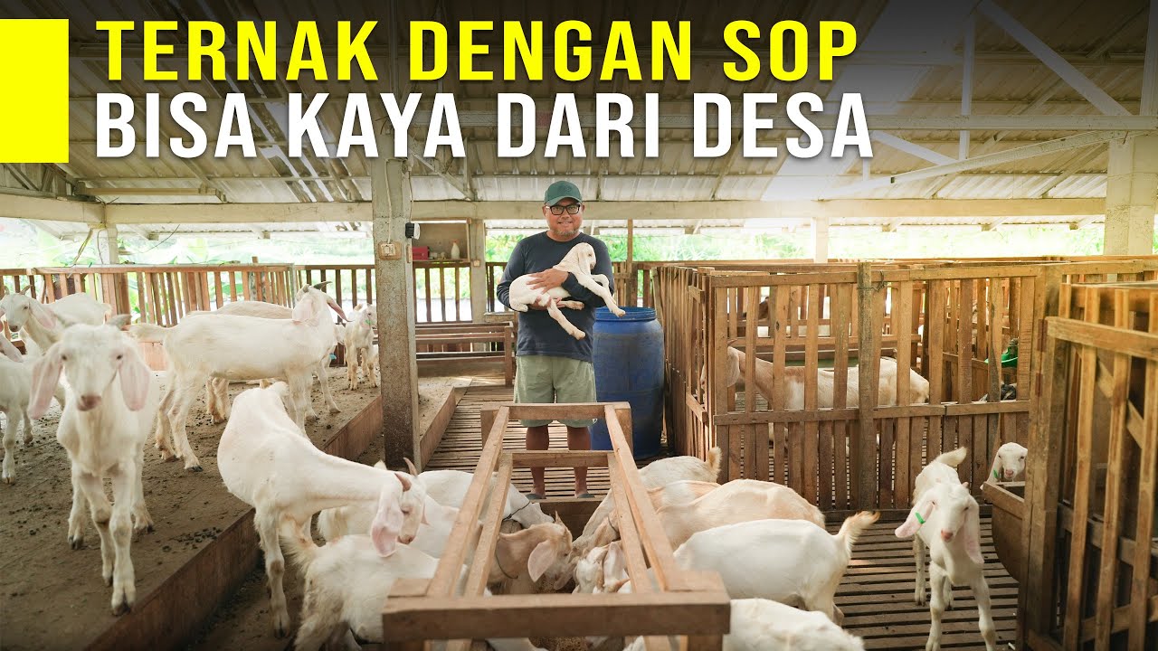 Tidak Perlu Pergi Ke Kota Dengan Ternak Kambing Bisa Kaya Dari Desa Cukup Menerapkan 5M
