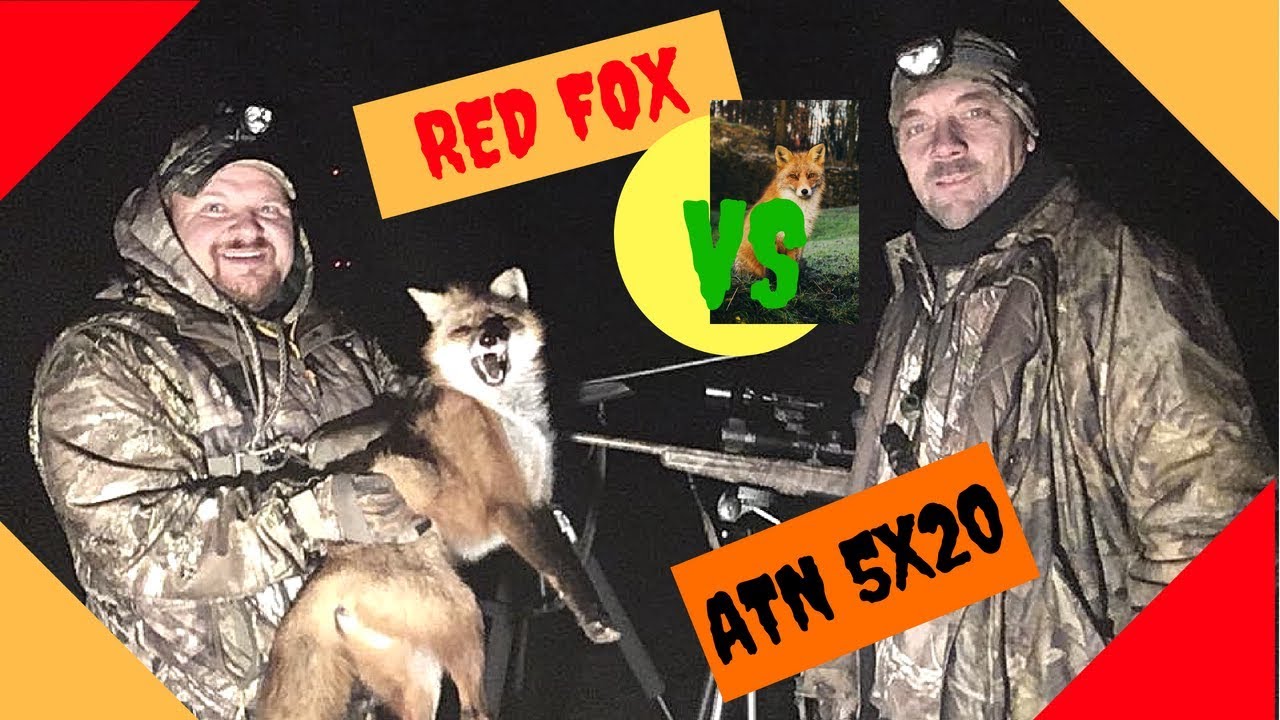 Red fox hunting with the Predator tactics reaper xxl