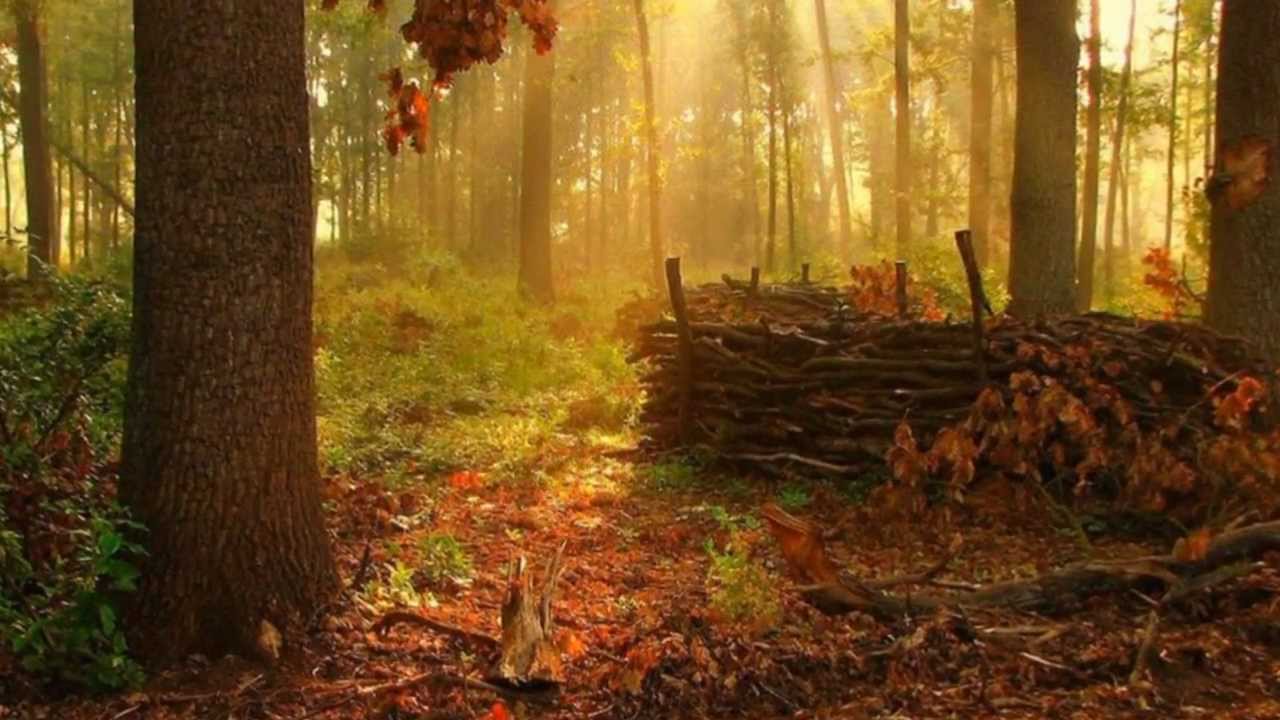 Poema de Ángel González: EL BOSQUE *Para Ada*