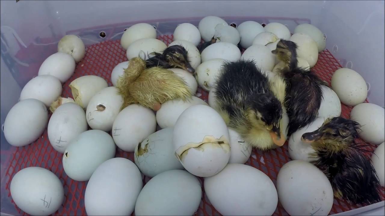 5 Hours Duck Egg Hatching Time Lapse Under 3 Minutes