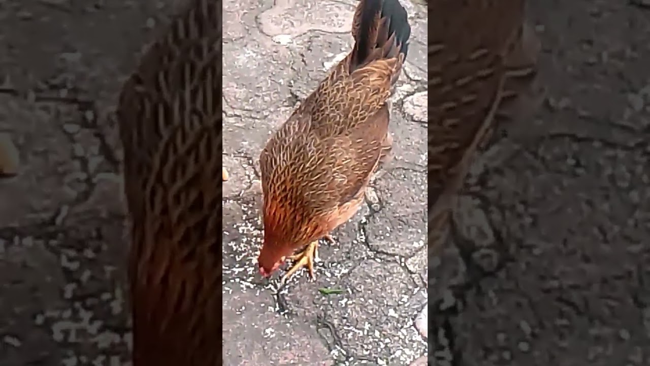 Domestic Chickens Brownie 1 year 250 #4