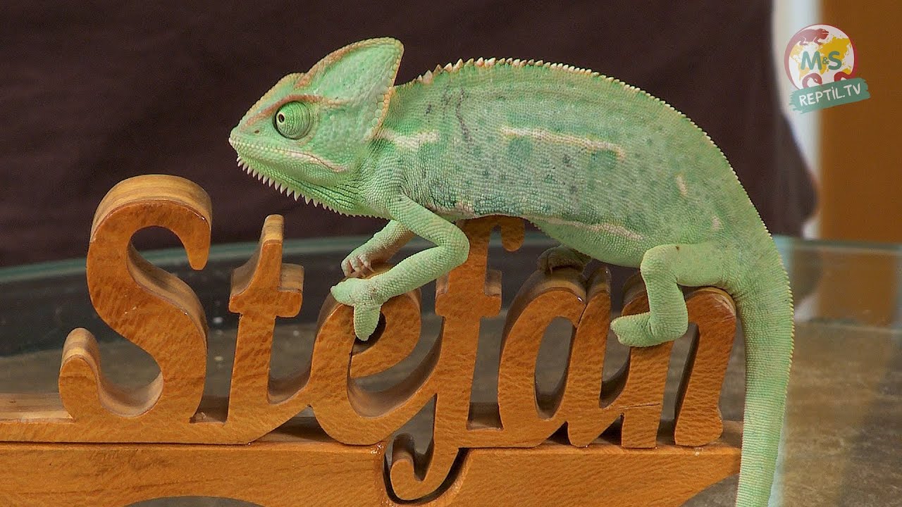 Reptil TV - Folge 55 - Chamaeleon Basics
