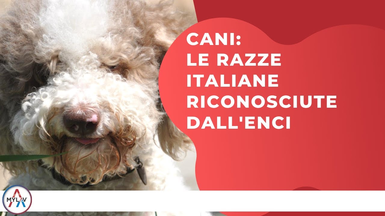 Cani: le razze italiane riconosciute dall'ENCI