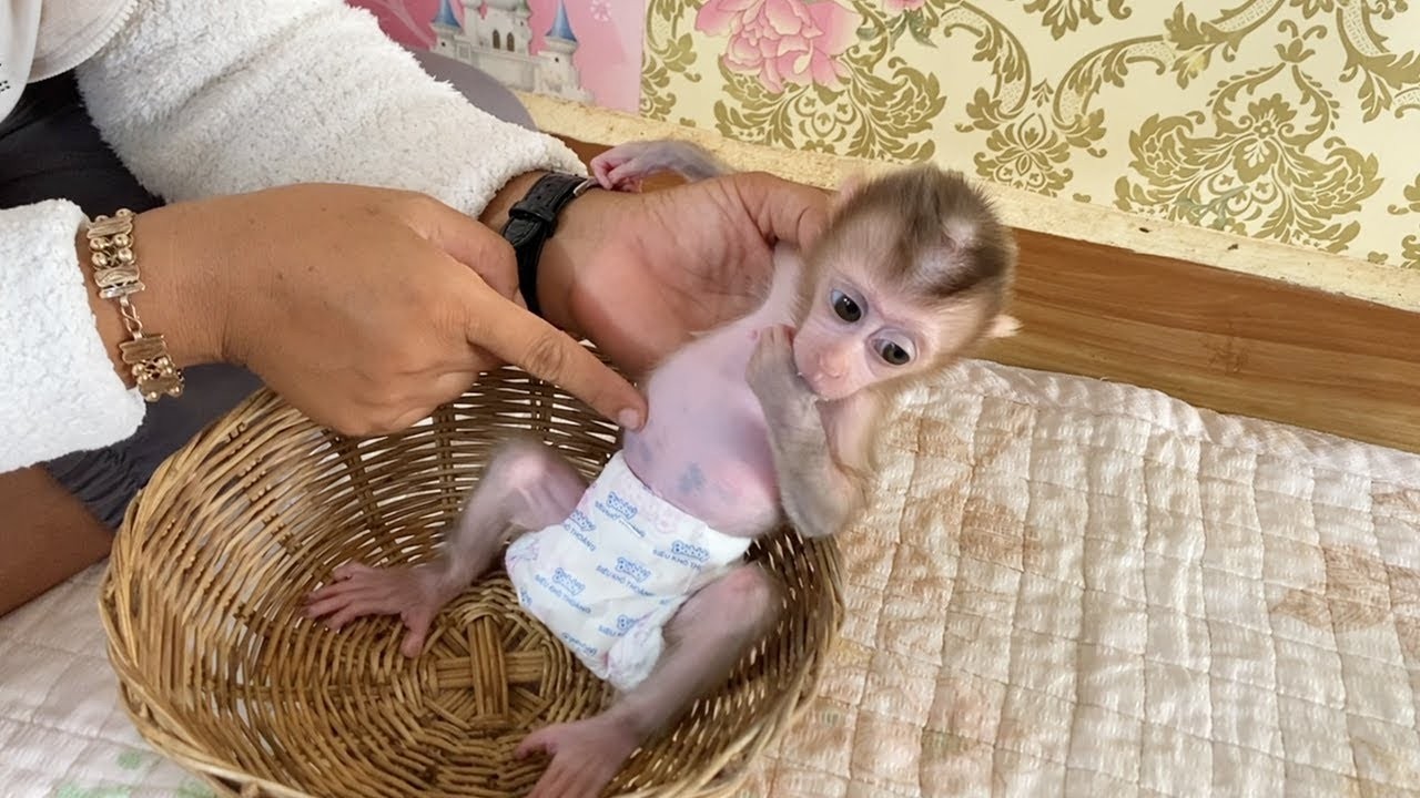 Mom Point To Lil BB Dorn's Belly Get Massive After Done Drink Milk