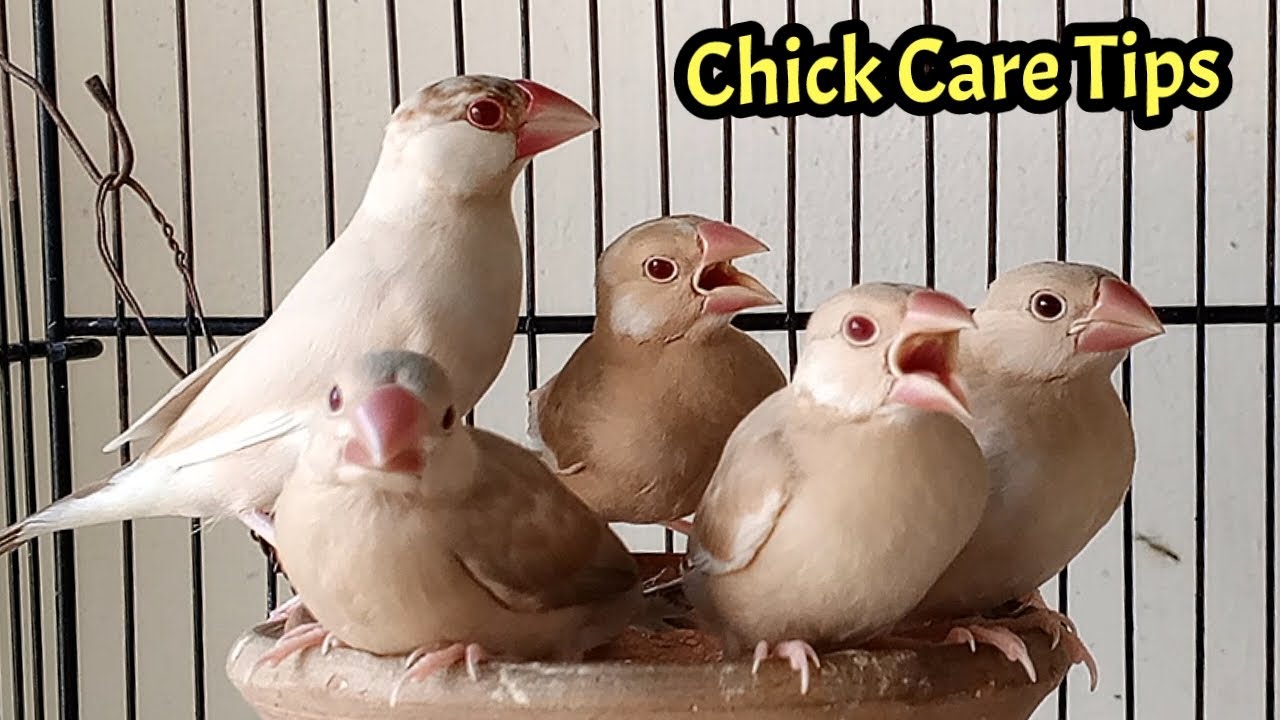 Java sparrow chicks care tips | Java sparrow | Java Bird | Java finch | Birds