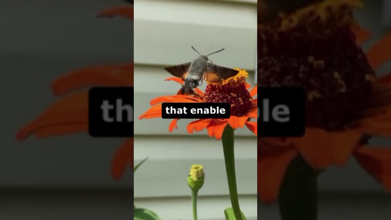 Hawk moth #facts #animal #animals #animaldocumentry #wildlife #animalhistory