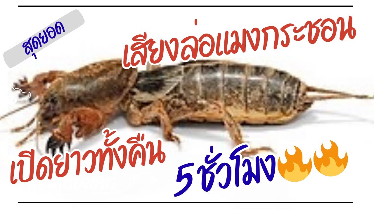 สุดยอดเสียงล่อแมงกระชอน 5 ชั่วโมง เข้าดีเข้าไว เสียงใหม่2026 #วิถีเซราะกราว #แมงกระชอน