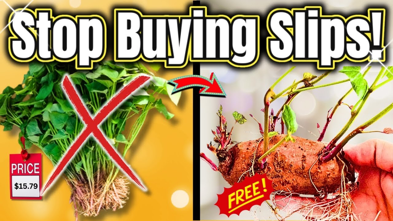 Stop Buying Sweet Potato Slips! Do THIS Instead!