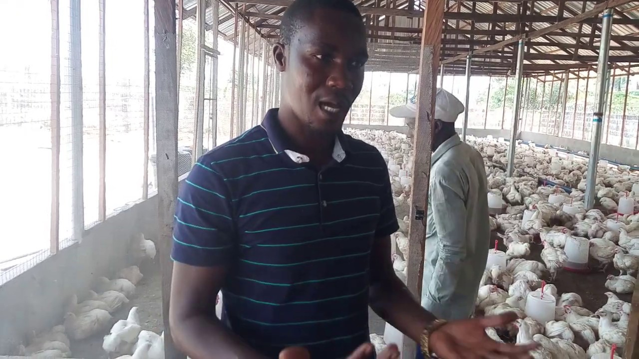 Broilers weigh 2.7kg in under 7 weeks