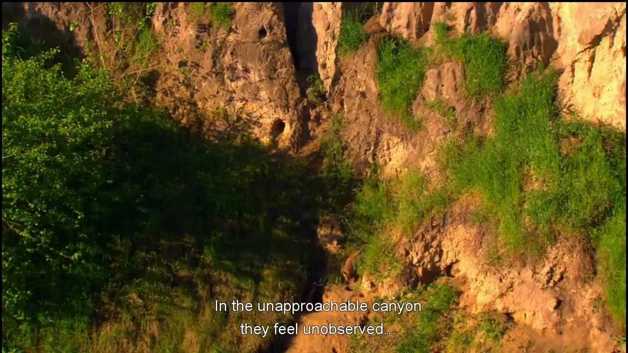 A Country of Wolves And Bears - Bulgaria