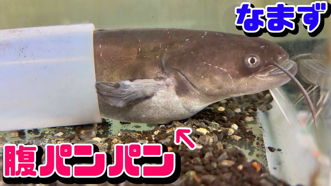 鳥肉食べて腹パンパンのナマズの隠れ家を大きくする。