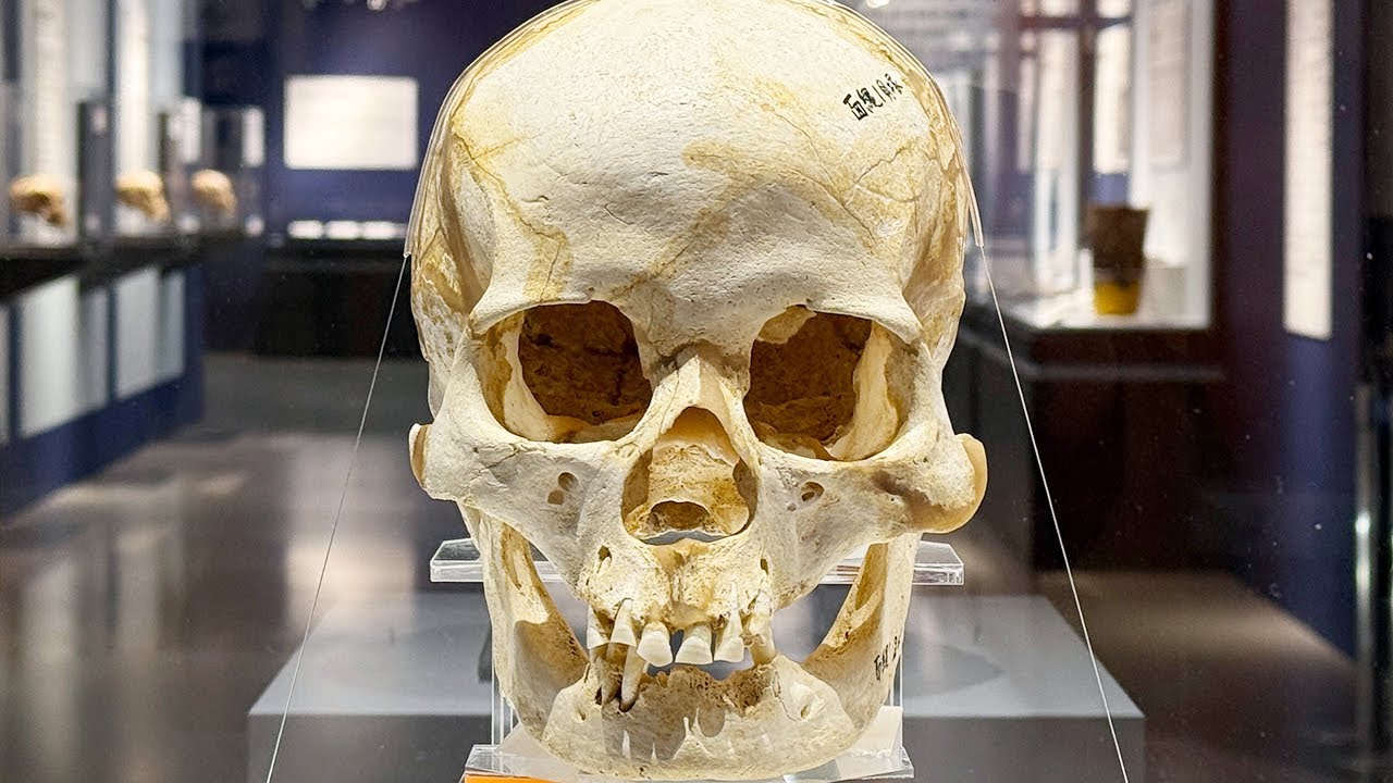 国立科学博物館　特別展「古代DNA ―日本人のきた道―」