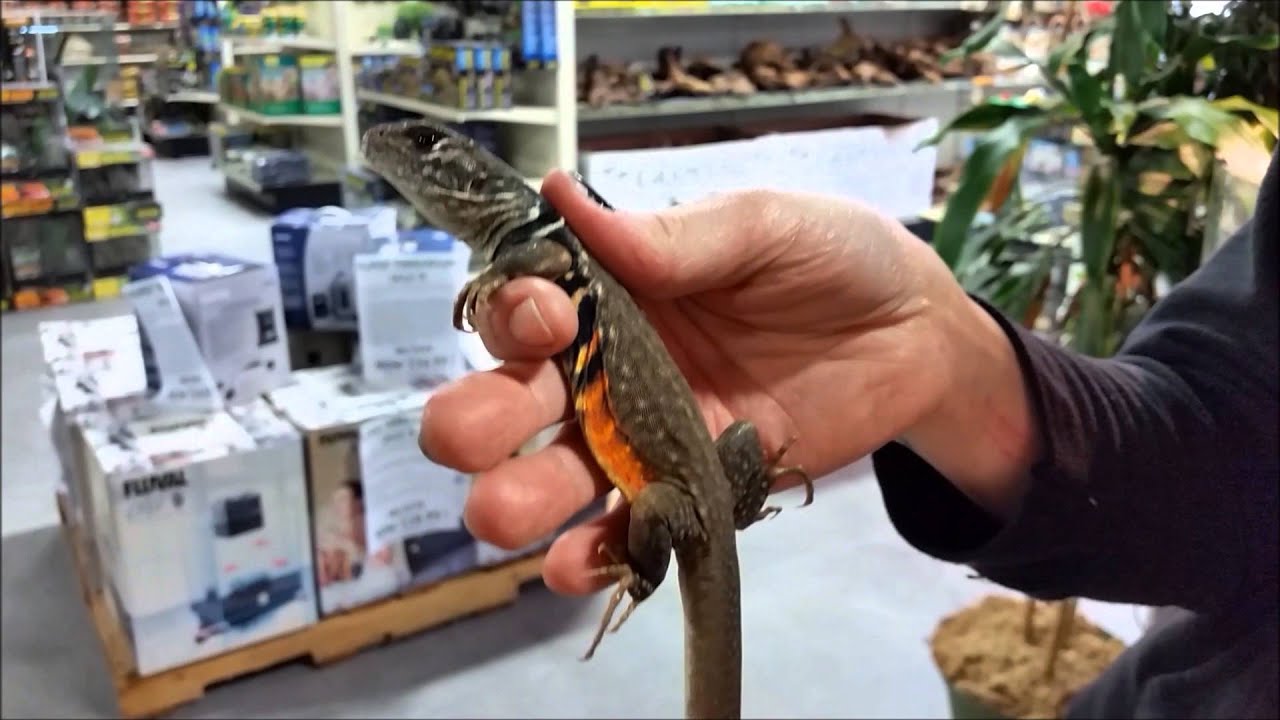 Butterfly Agamas at LLLReptile