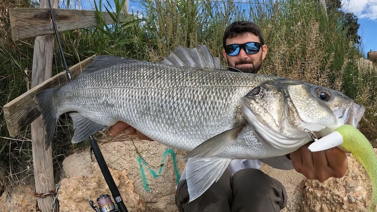 Pesca Spinning in acque salmastre, trovo una esca eccezionale! SPIGOLE, PESCI SERRA e BLACK BASS!