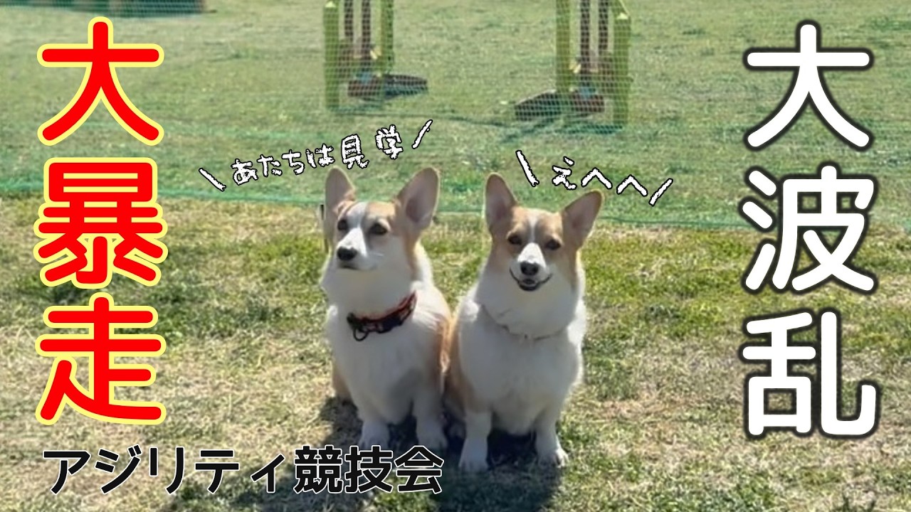 ハプニング続出だった犬生２回目のアジリティ競技会【コーギー】