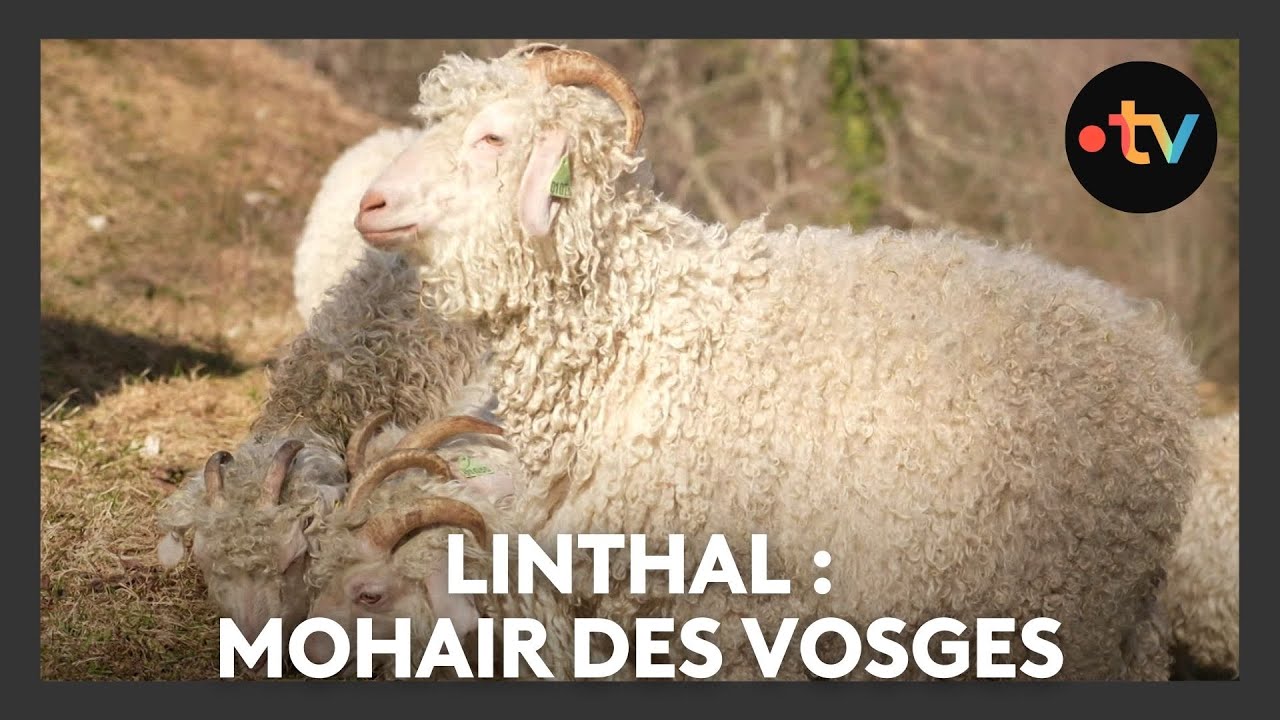 Un lieu, des histoires à Linthal : mohair des Vosges - Episode 2/4
