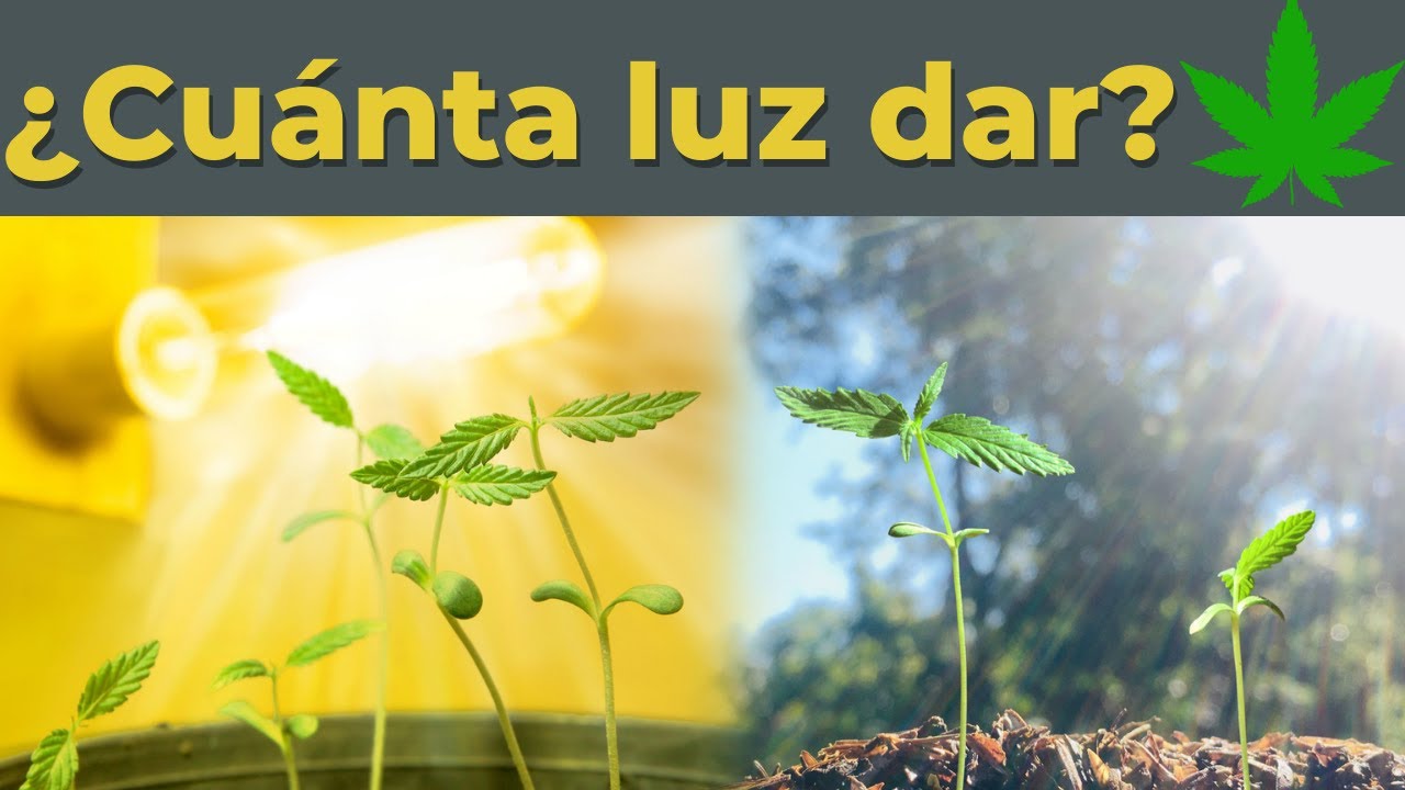 &iquest;Cu&aacute;ntas horas de LUZ o SOL DIARIO debe recibir una planta de marihuana?