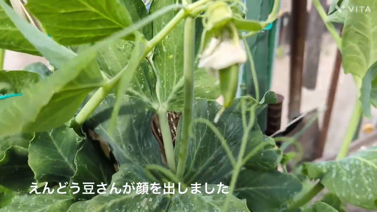 えんどう豆さんこんにちは