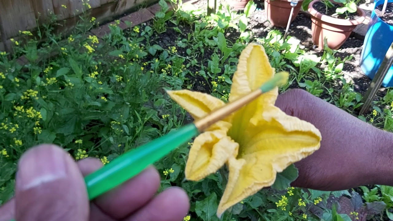 Shoker bagan oxford Bangladeshi vegetable garden United kingdom - Hand Pollination tips on pumpkin