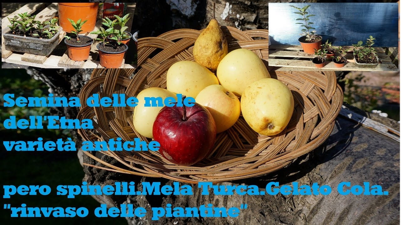 Seminare i semi delle mele🍎 dell'Etna  🌋 pero spinelli- Mela Turca- Gelato Cola  + rinvaso 🌱