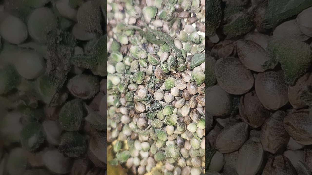 grimace's dank shake, sorting seed #cannabis