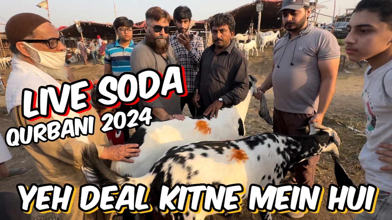 Live soda | deal akhir Kitne Ki bunny ?| desi Bakre | Qurbani 2024 | Lahore Bakra Mandi Shahpur