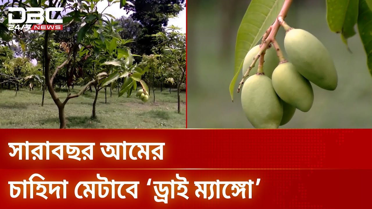 আম চাষে অতি ঘন পদ্ধতিতে সফল শিবগঞ্জের আমচাষিরা | DBC NEWS