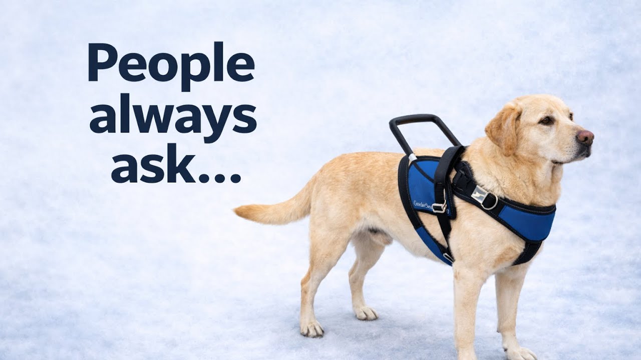 10 Questions Most People Ask About Guide Dogs