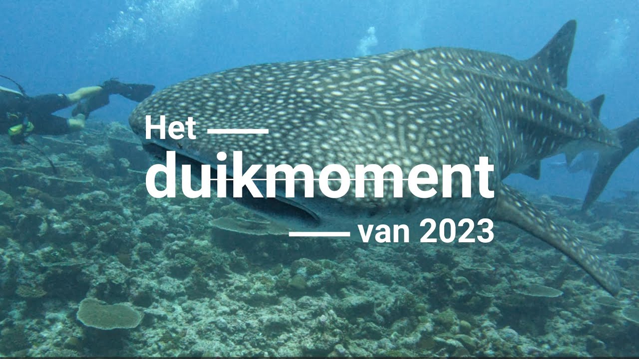 Het duikmoment van 2023 - Walvishaai in de Malediven