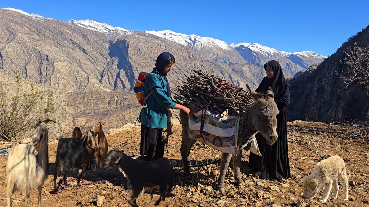 Young Shepherd Girl's Daily Life in Iran's Zagros Highlands 🐑|🏔Traditional Iran Nomad Lifestyle