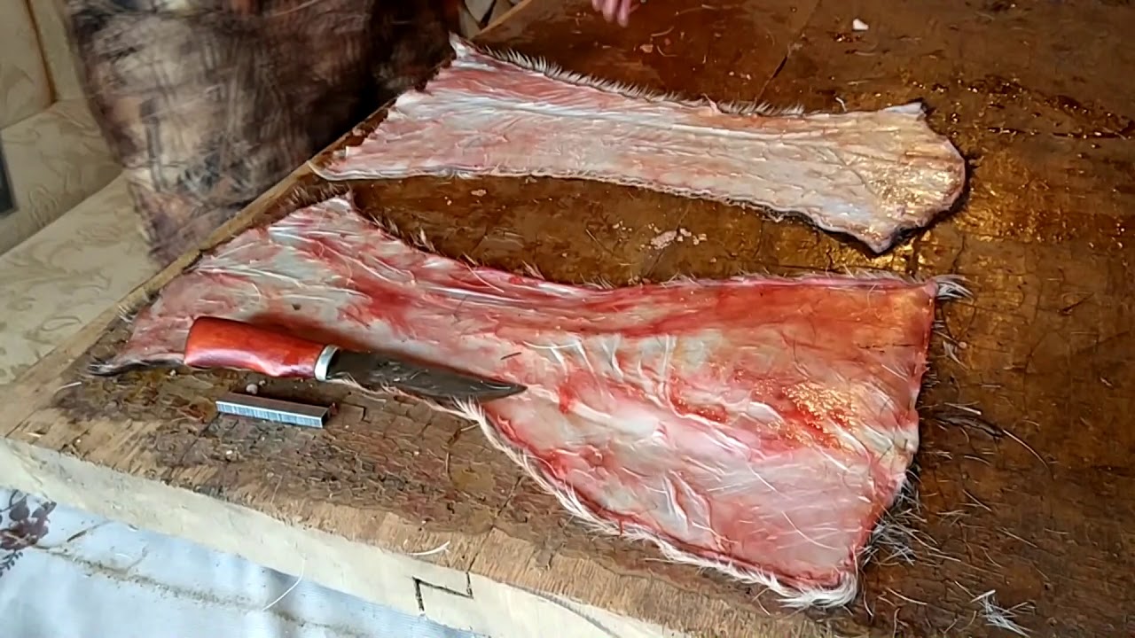 Камусные лыжи (Часть1.)Растягиваем для сушки камус.