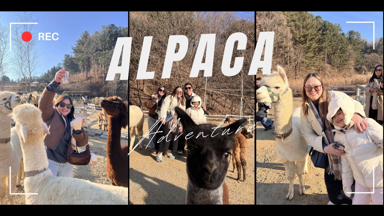 Alpaca Adventure in South Korea!