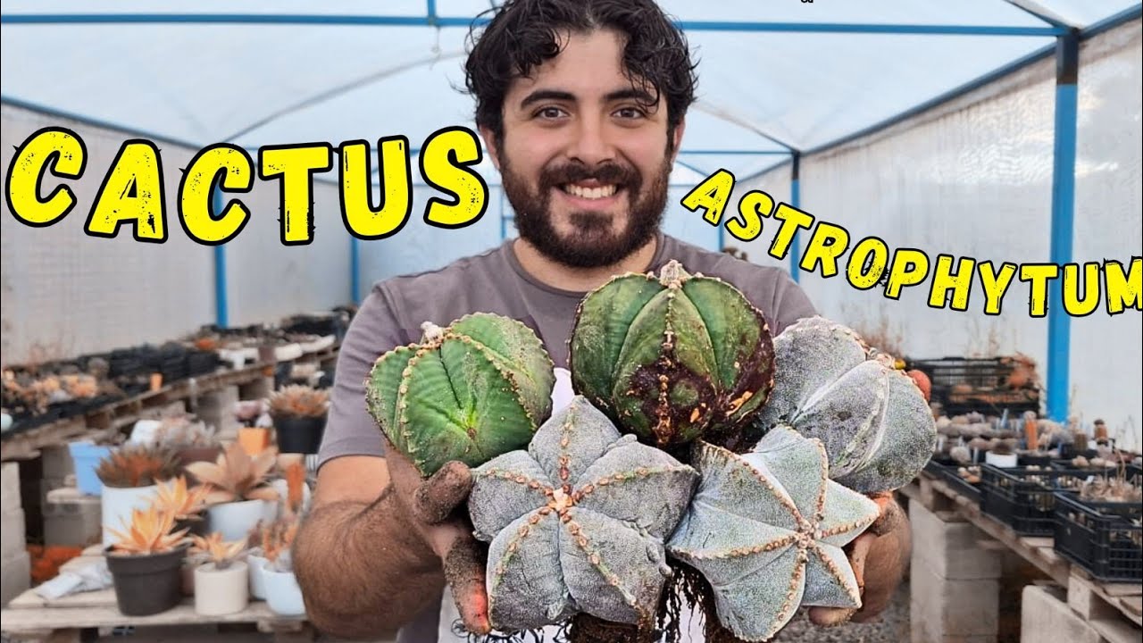 COMO HACER MANTENIMIENTO A TUS CACTUS PODA DE RAIZ Y TRANSPLANTE