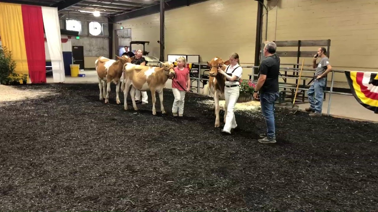 Open Dairy Cattle Shows