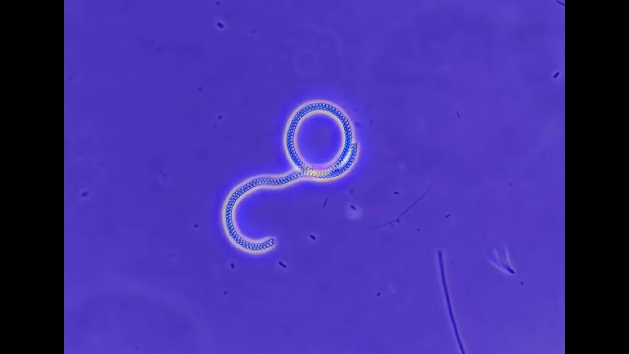 De-stirilizing Design: Towards non-Anthropocentric strategies beyond the inert