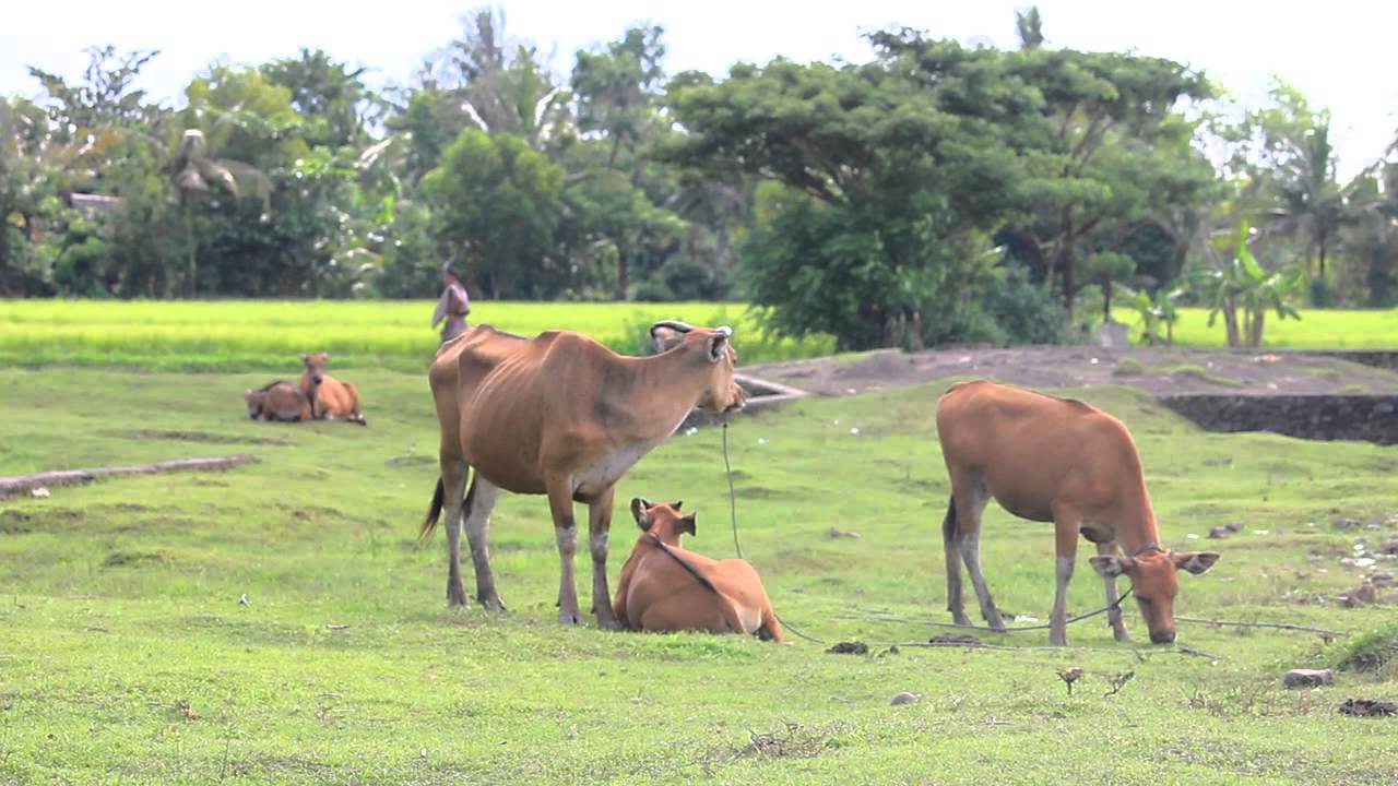 Upaya Peningkatan Produksi Daging Sapi Menuju Swasembada Daging