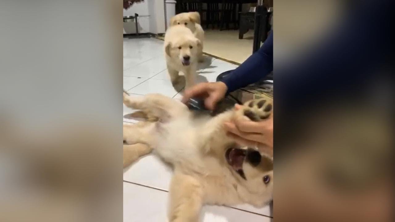 TRIPLE S LIVE - SISIRIN PUPPIES PERTAMA KALI, GEMEES!