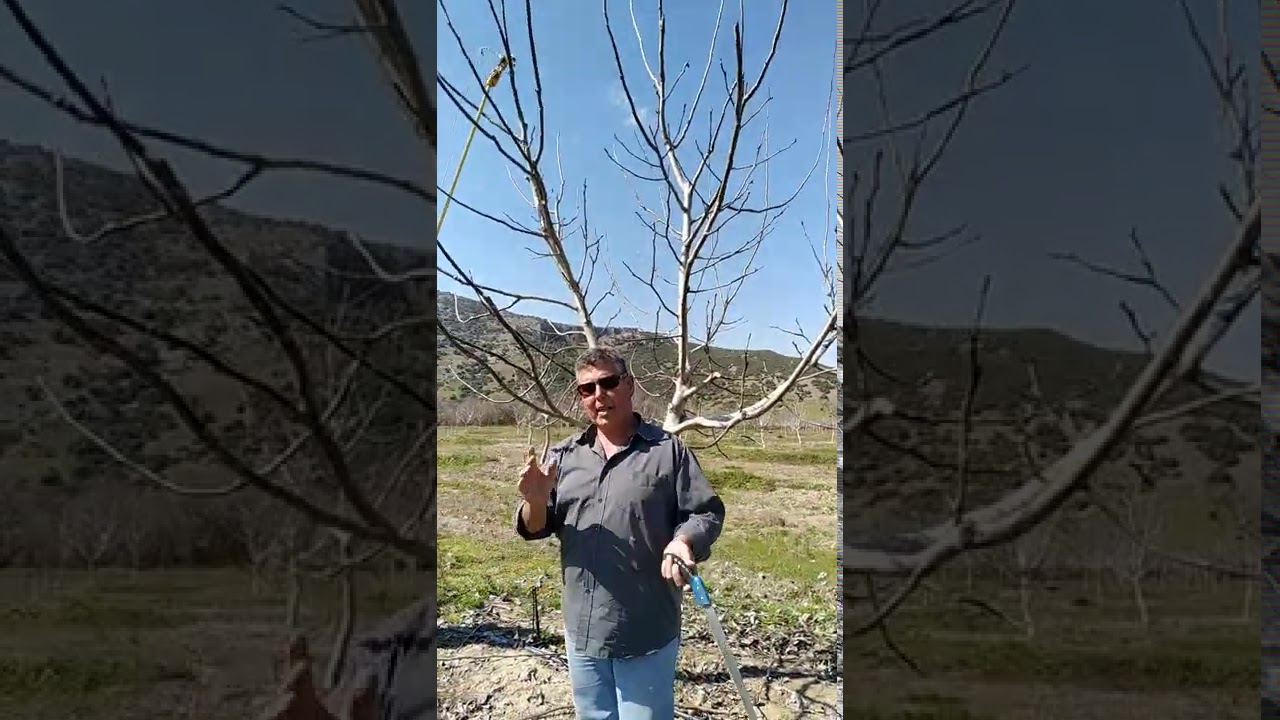 Κλάδεμα καρυδιάς Chandler 4 ετών.