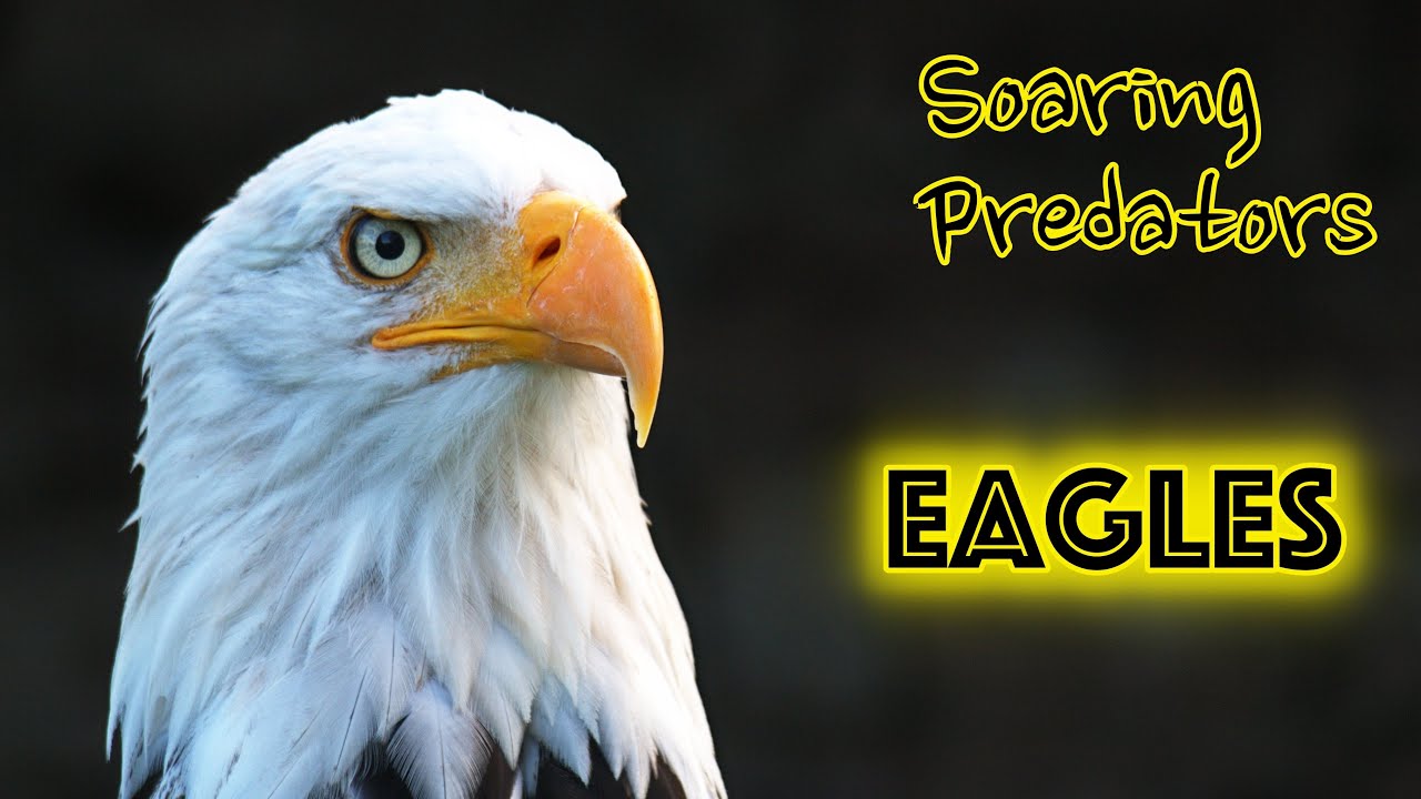 Eagles are soaring predators!!!