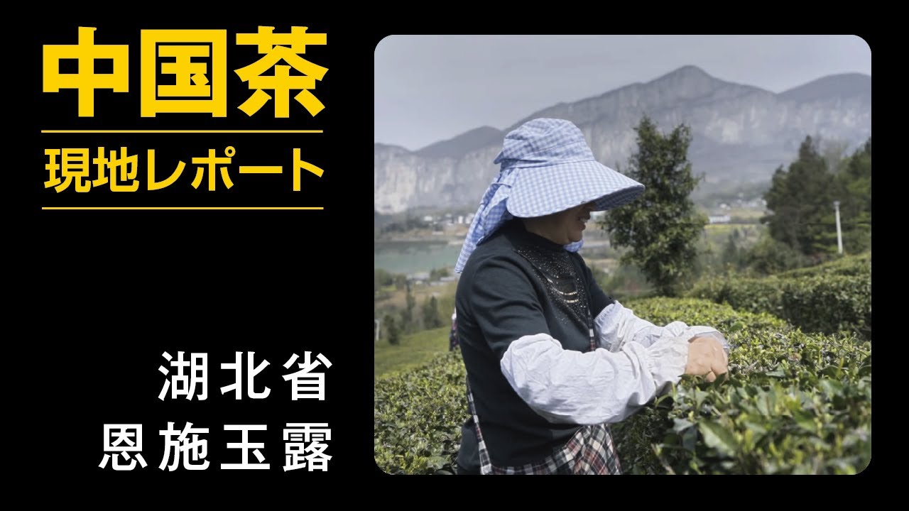 湖北省・恩施玉露の茶摘み／中国茶現地レポート