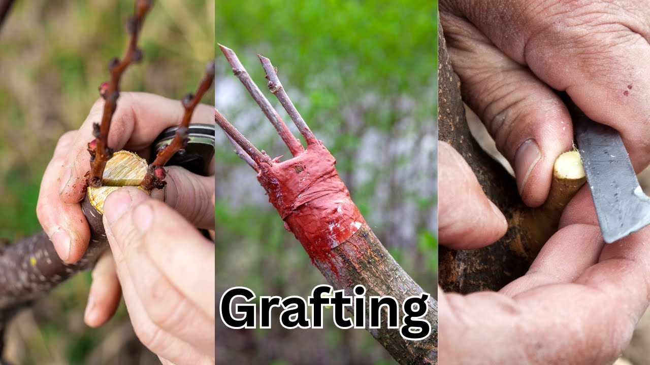 Best grafting technique for fruit plants grafting and budding #satisfying #bonsai #asmr #shorts