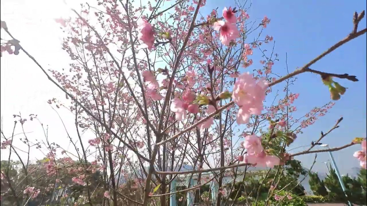 [恆明街休憩處]櫻花賞
