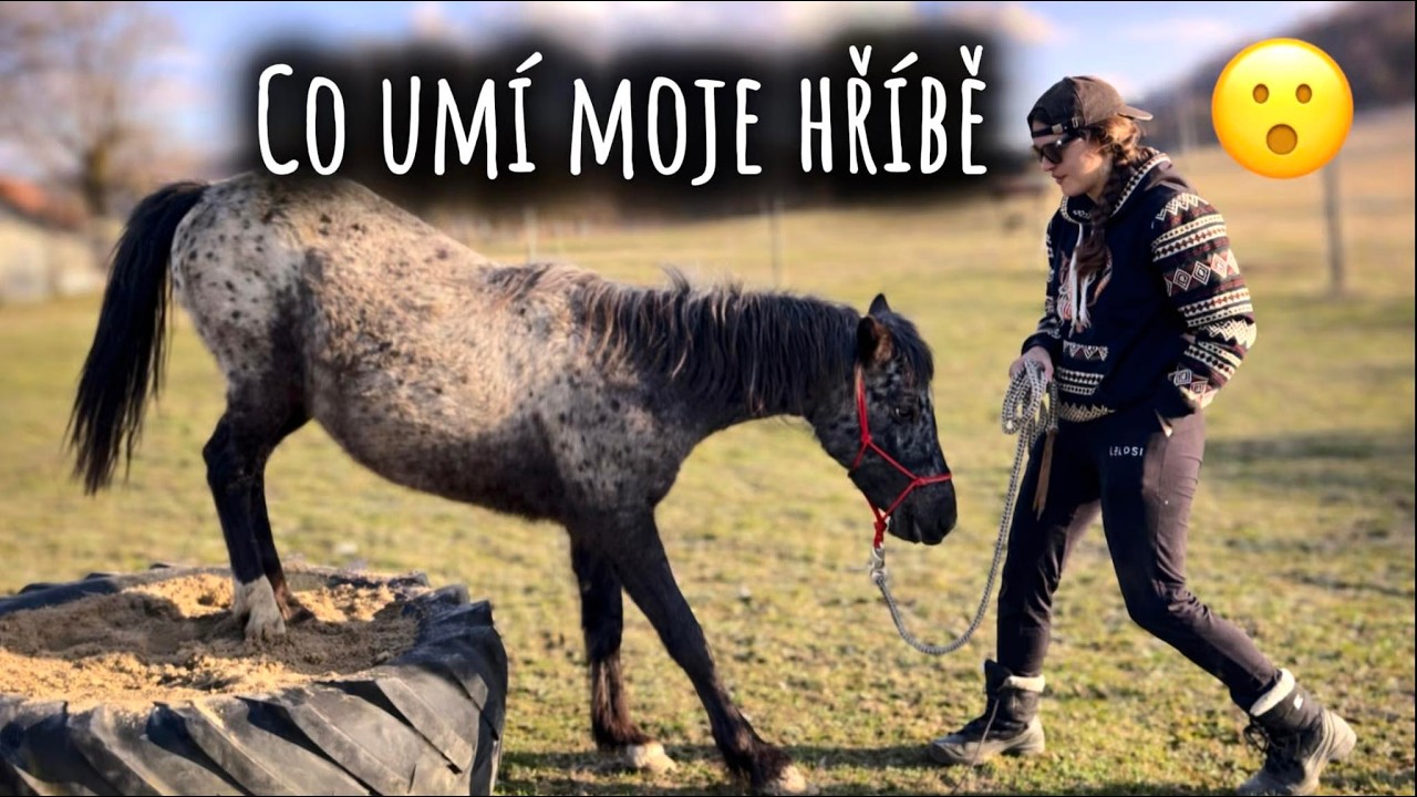 Co by 2 leté HŘÍBĚ mělo umět 🐎💪jak na koně #18