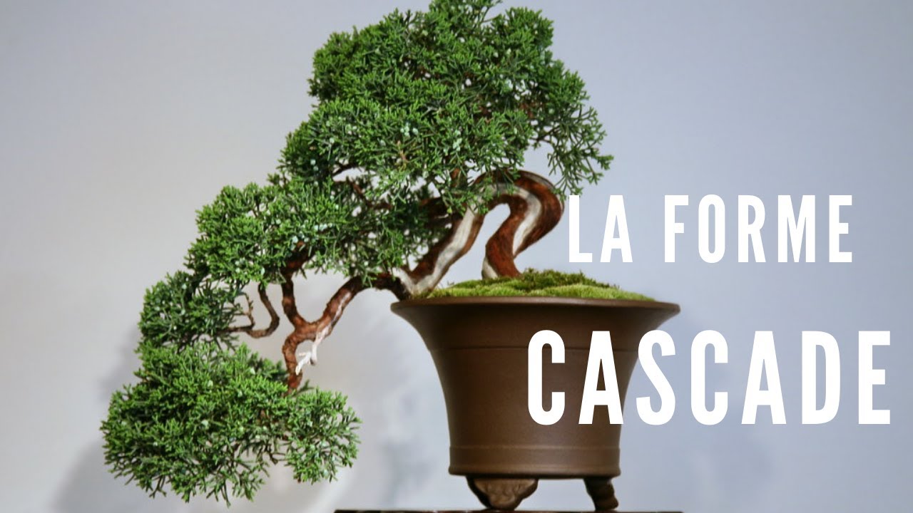 Comment faire un Bonsaï cascade